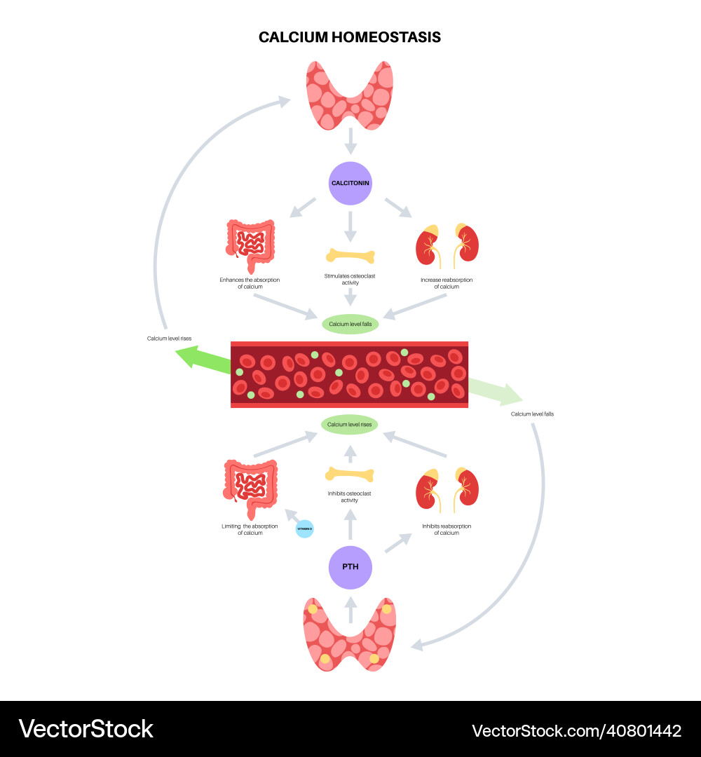 Calcium homeostasis diagram Calcium homeostasis diagram vector image
