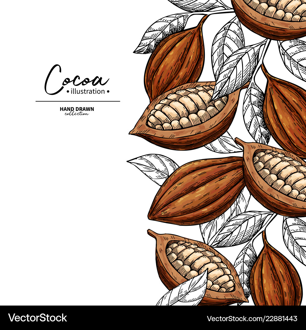 Cocoa Bean Botanical Frame vector image
