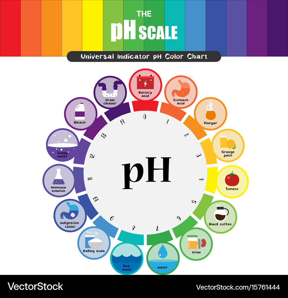 Ph scale universal indicator color chart vector image