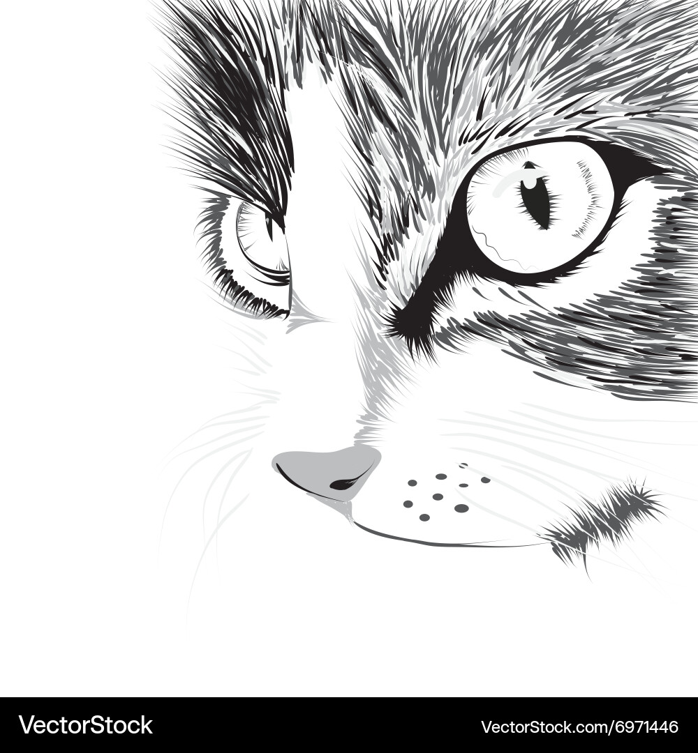 Black silhouette of cat vector image