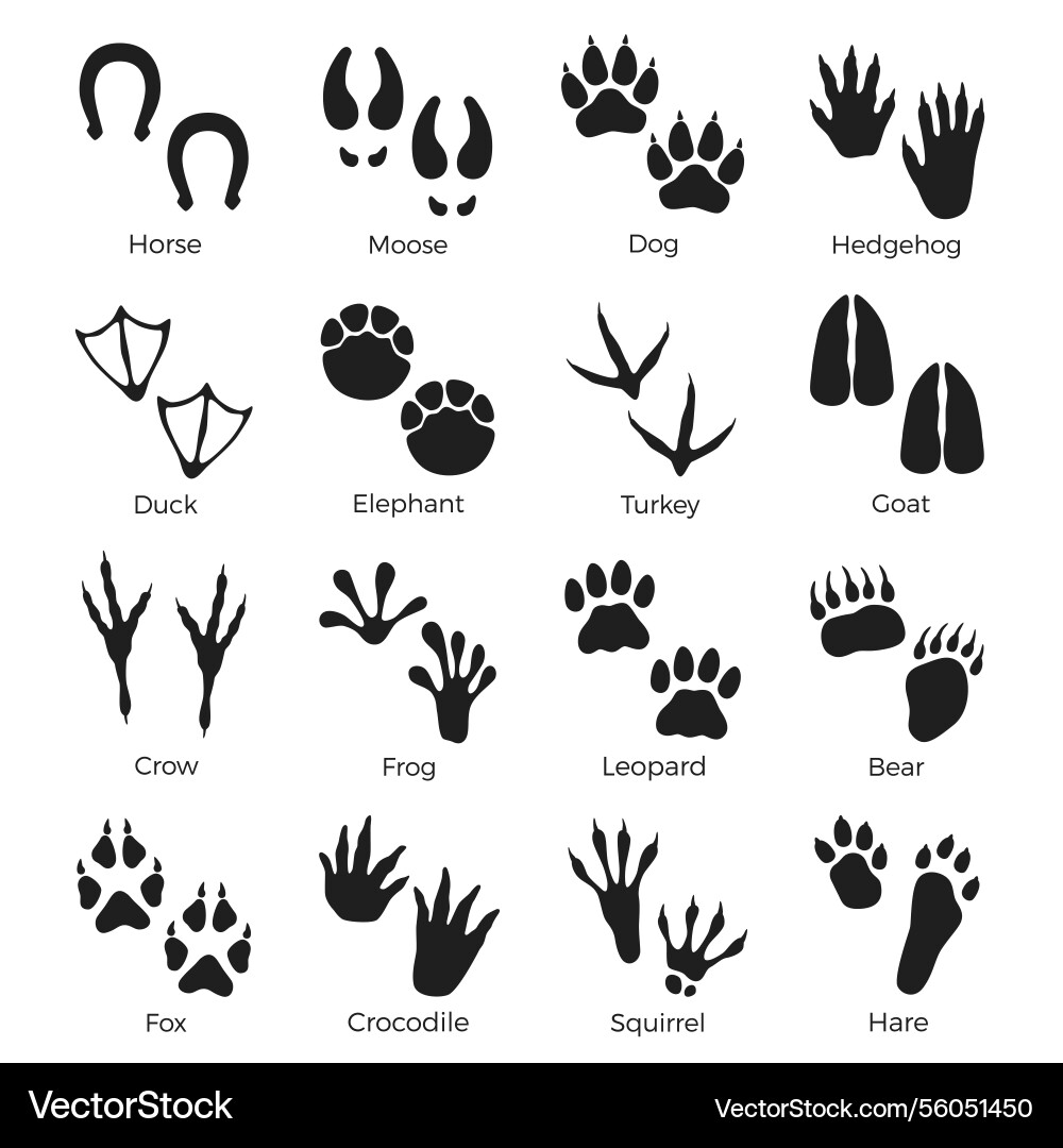 Black animals footprints paws prints silhouettes Black animals footprints paws prints silhouettes vector image