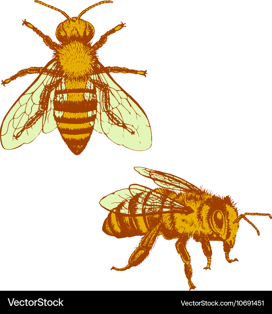 Vintage Bee Sketch Set – Royalty-Free Vector | VectorStock, image size:938x1080
