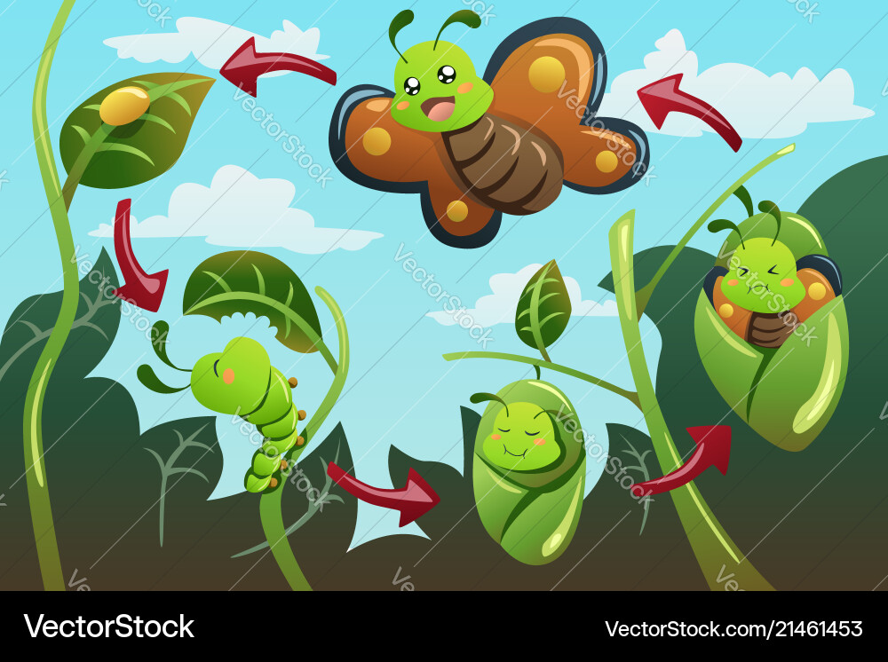 Life cycle of the butterfly Vector Image