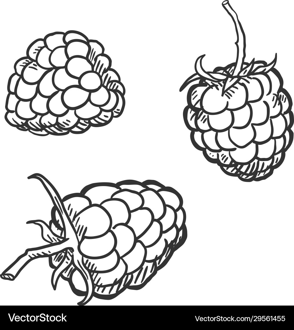 Set sketch raspberry Set sketch raspberry vector image