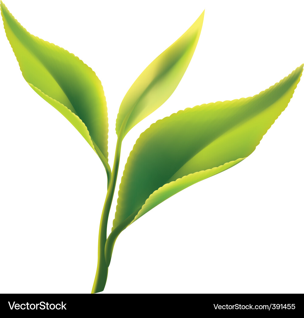 Tea leaves Royalty Free Vector Image - VectorStock