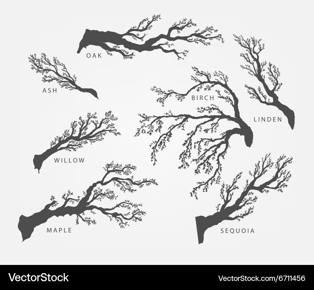 Set of branches twigs different trees vector image