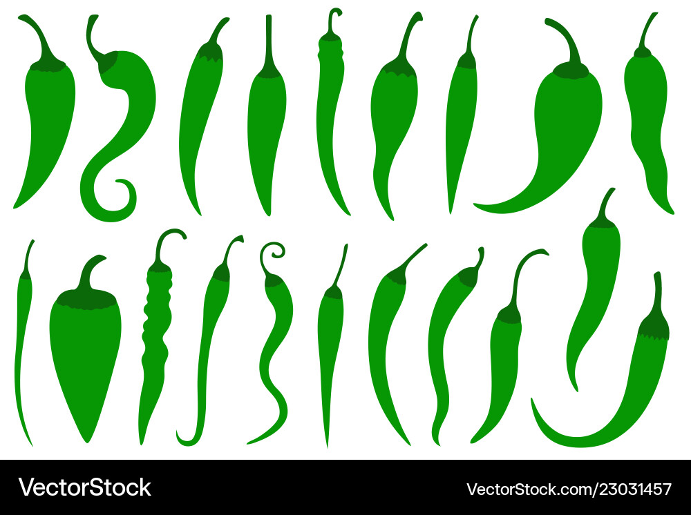 Set of different green hot chili peppers Set of different green hot chili peppers vector image