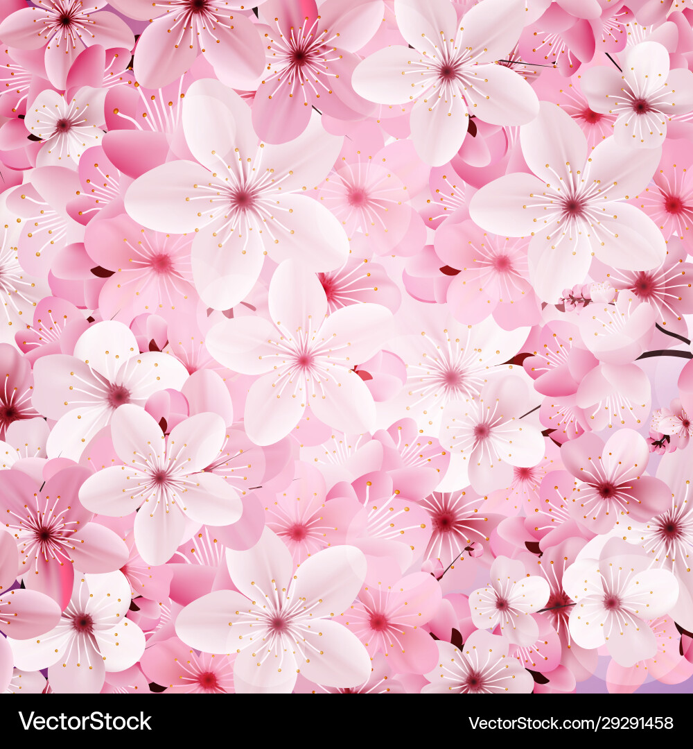 Blossoming pink sakura flowers background – Royalty-Free Vector |  VectorStock, image size:1000x1080