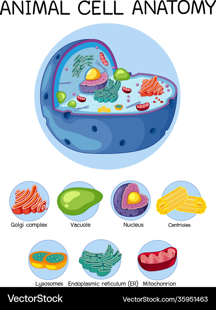 Animal Cell Anatomy Diagram vector image