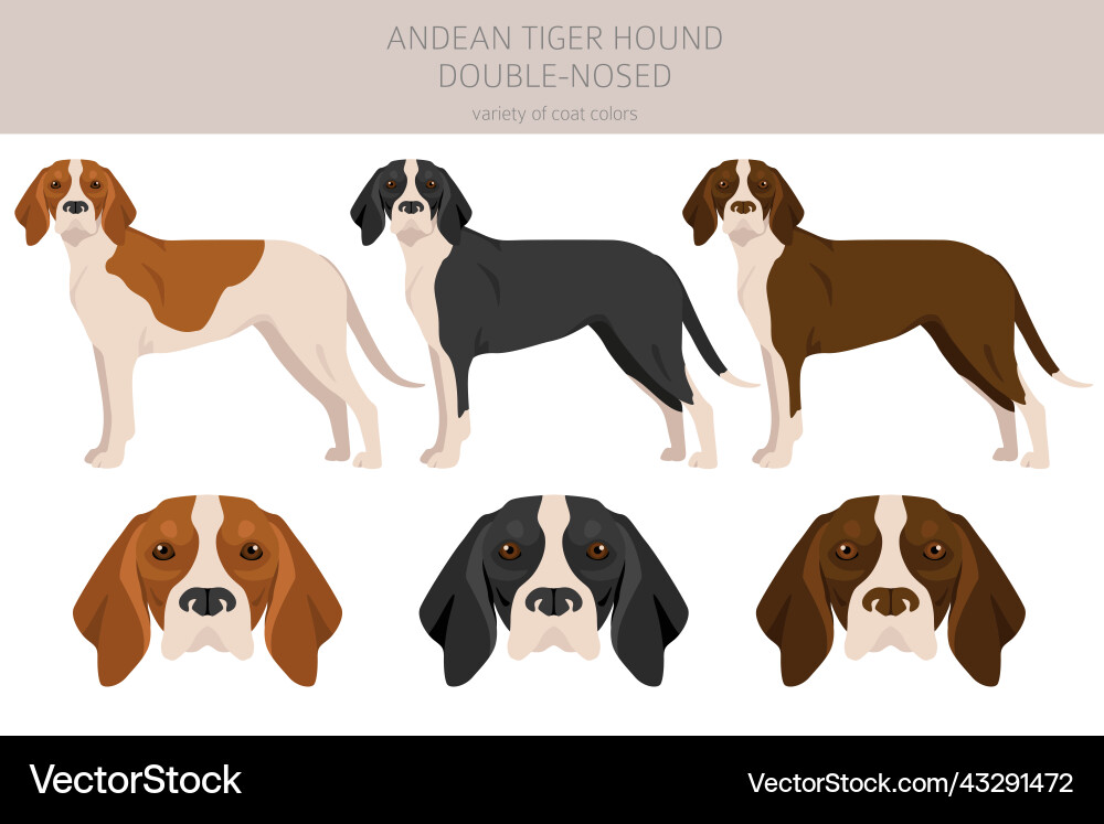 Andean tiger hound double-nosed clipart different Andean tiger hound double-nosed clipart different vector image