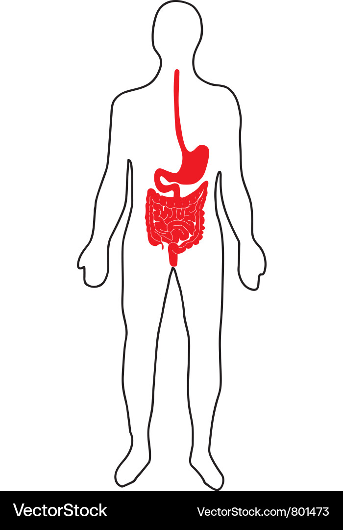 Human Digestive System Diagram Vector Image