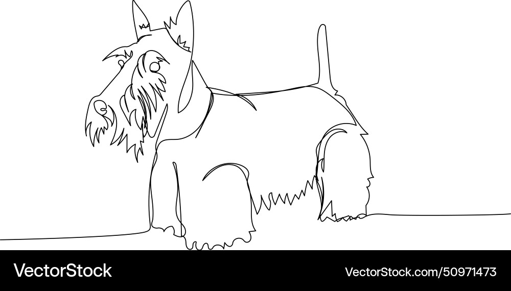 Scottish terrier hunting dog breed vector image