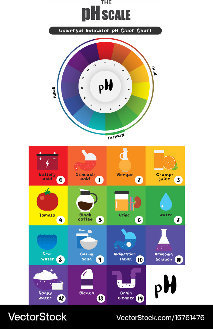 Ph scale universal indicator color chart Vector Image