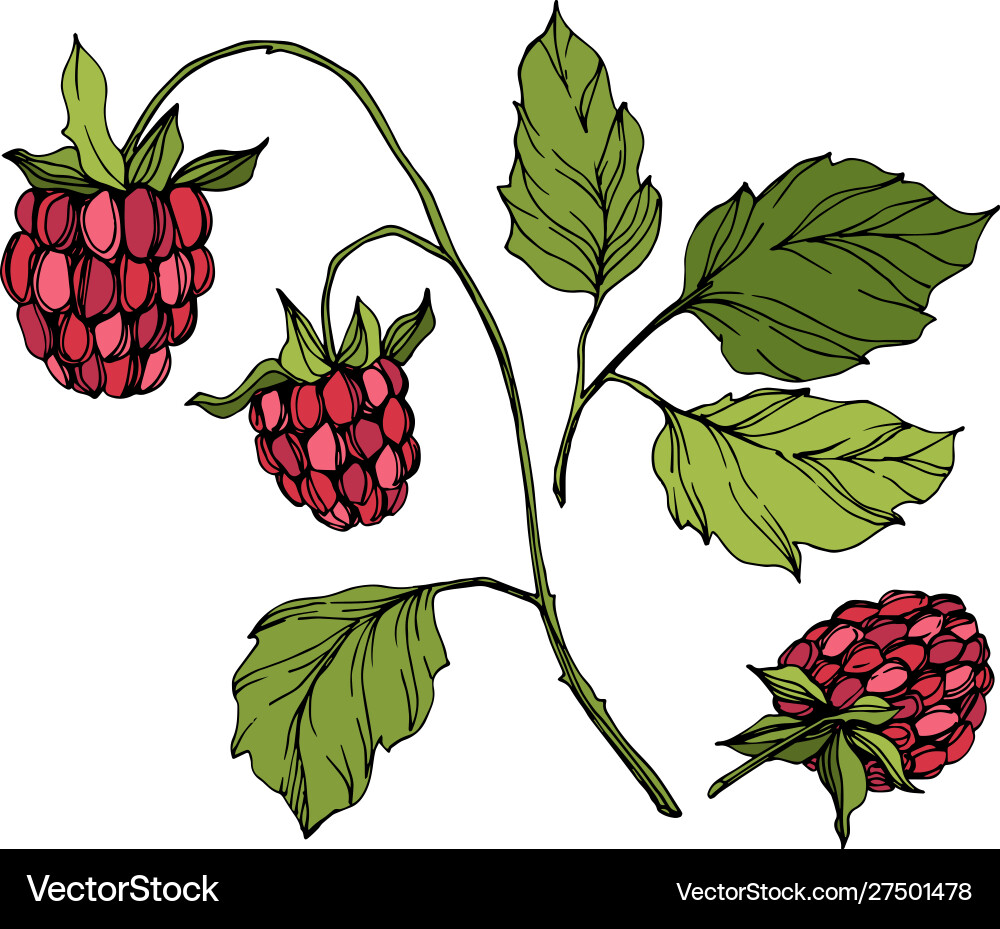 Red Raspberry Isolated Berries vector image