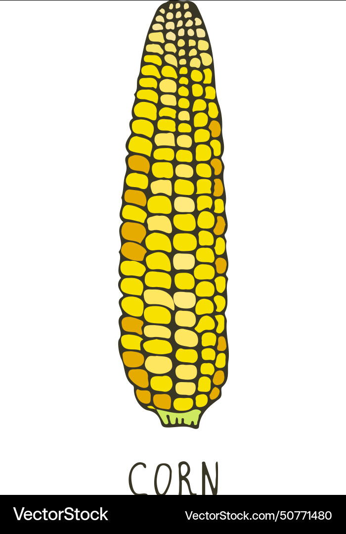 Corn Ohr Doodle Farm Kultur natürliches Getreide Corn Ohr Doodle Farm Kultur natürliches Getreide vektorbild