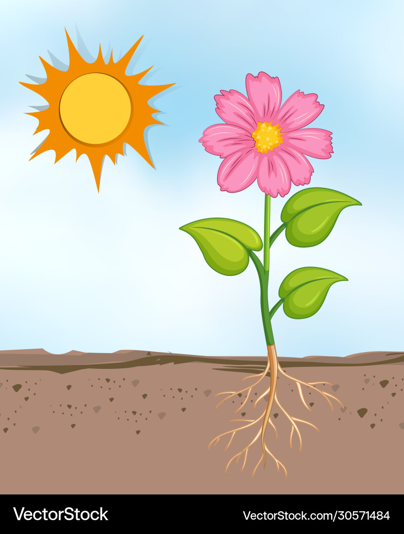 Scene with flowers growing in bright sunny day Scene with flowers growing in bright sunny day vector image