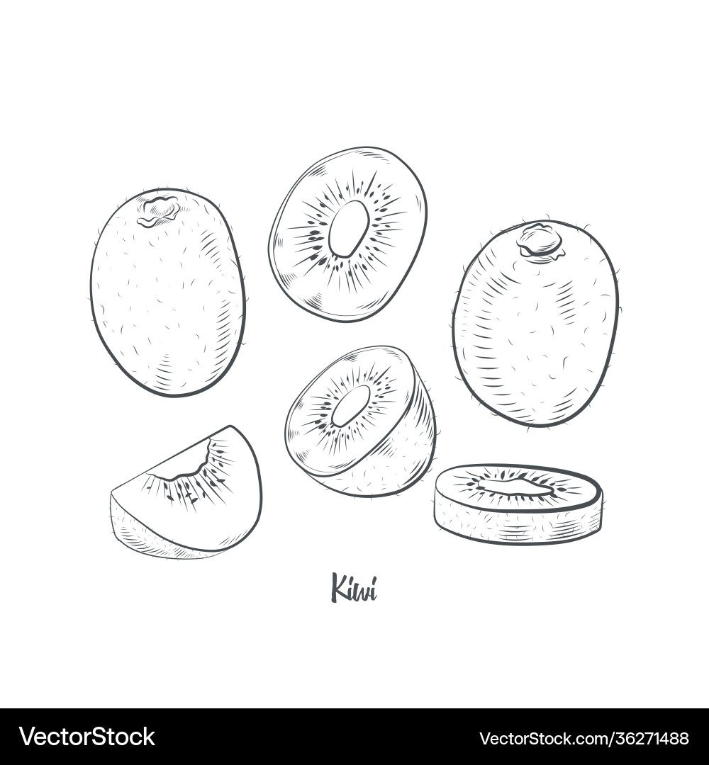 Kiwifruit Skizze Kiwifruit Skizze vektorbild