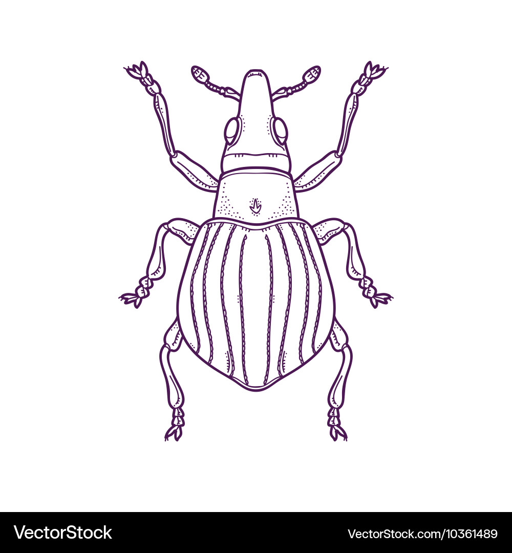 Outline beetle bug insect vector image