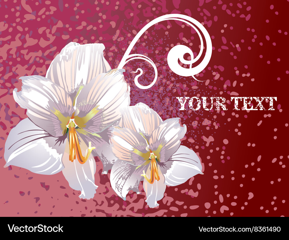 Lily design with text space vector image