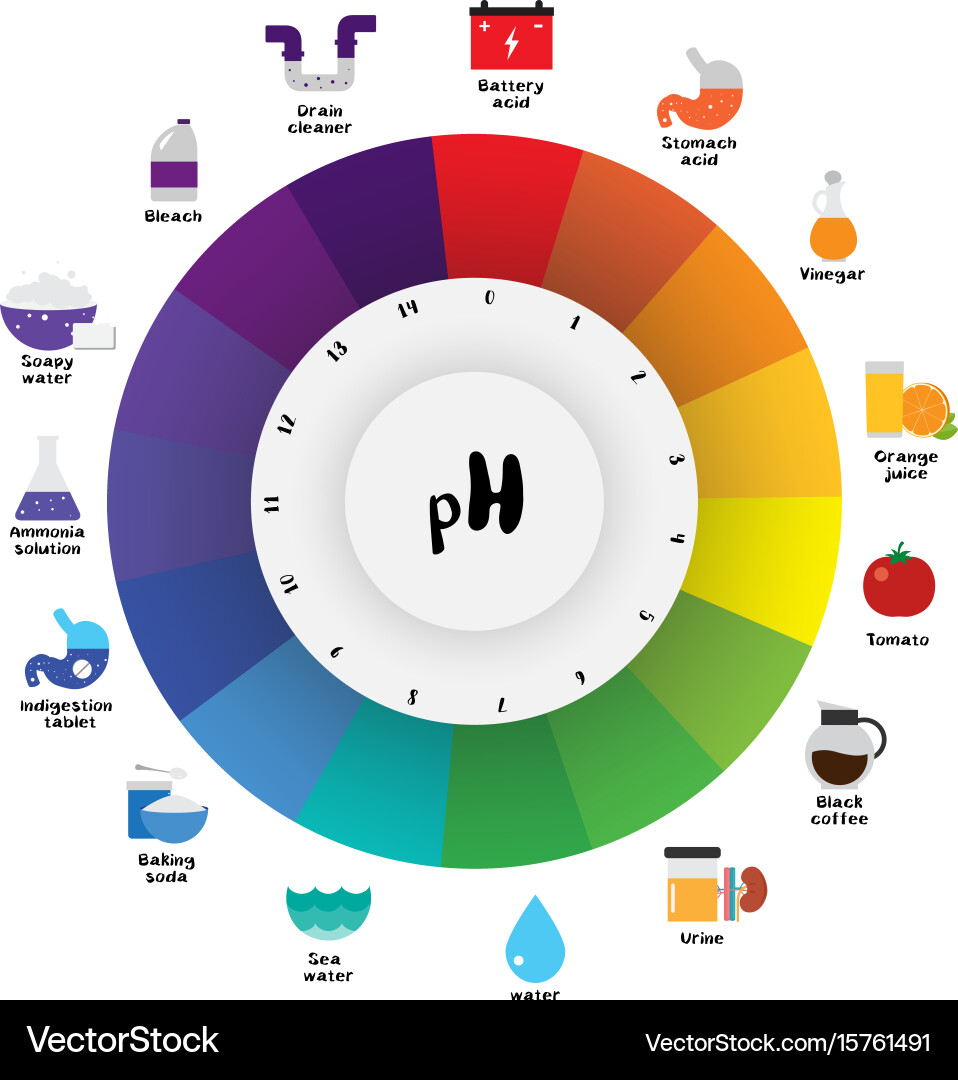 PH Scale Color Chart - Universal Indicator vector image