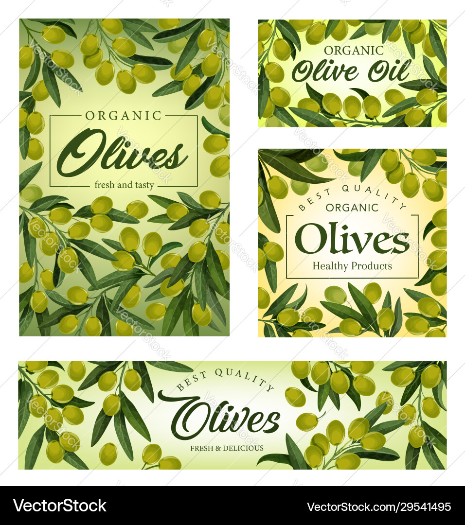Olive tree branches frame with green fruits oil Olive tree branches frame with green fruits oil vector image