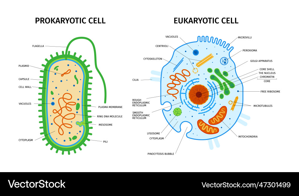 Eukaryotic Cell Royalty Free Vector Image Vectorstock Eukaryotic Cell