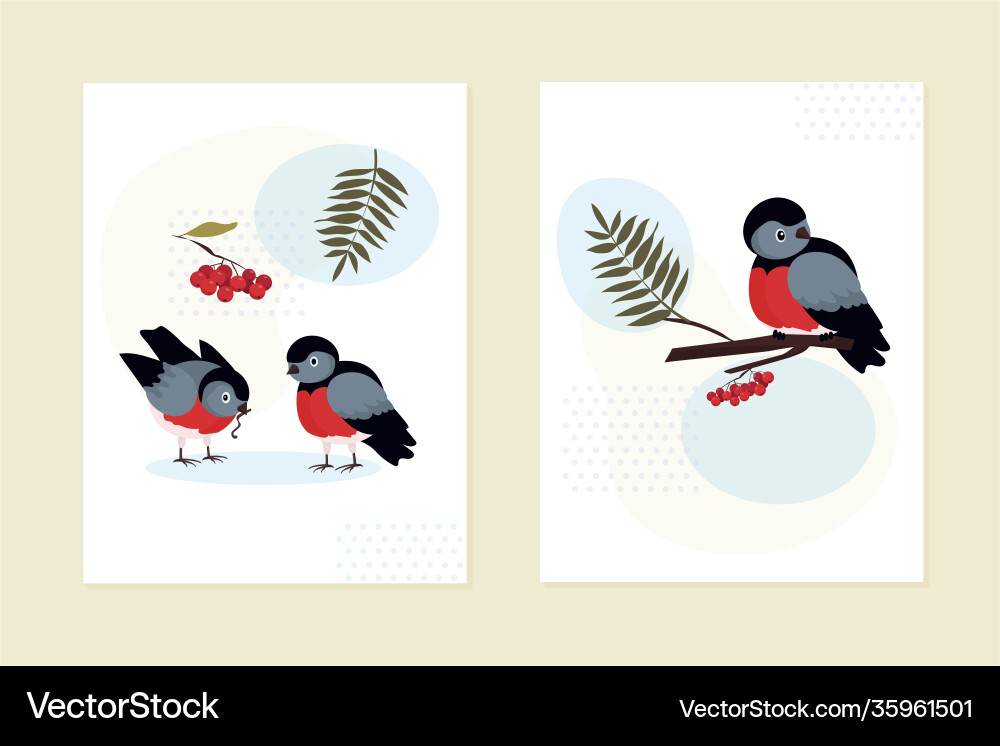 Ein Set-Karten Einladungen bullfinch Ein Set-Karten Einladungen bullfinch vektorbild