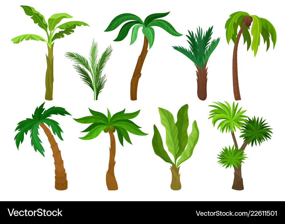 Flat set of different kinds palm trees Vector Image