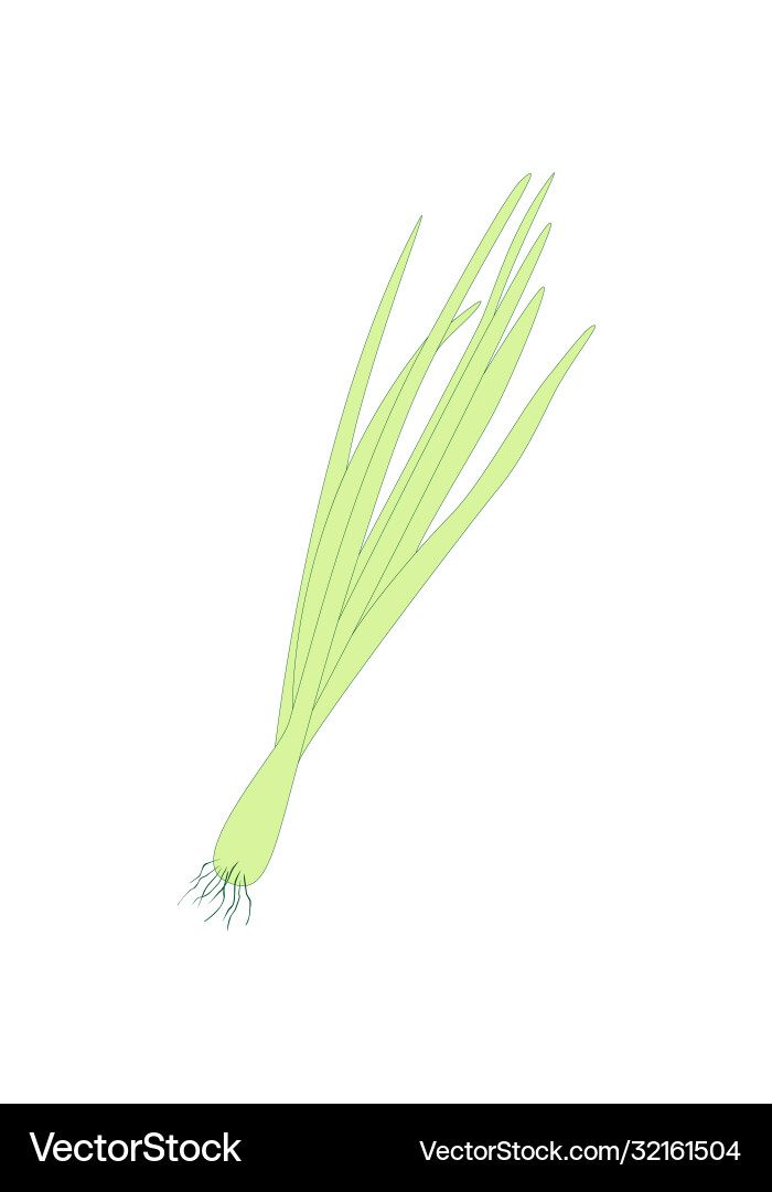 Spring sprouting onion isolated on white Spring sprouting onion isolated on white vector image