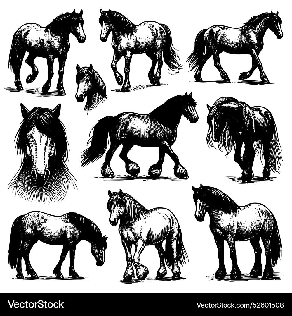 Horses in the image are all different sizes Vector Image