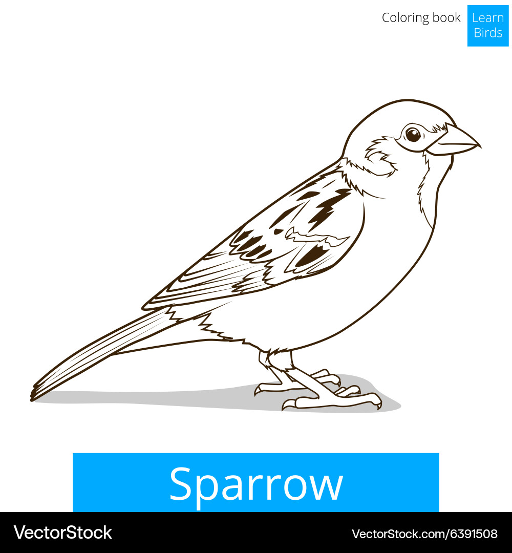 Sparrow learn birds educational game Vector Image