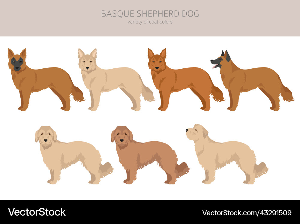 Basque shepherd dog all colours clipart different Basque shepherd dog all colours clipart different vector image