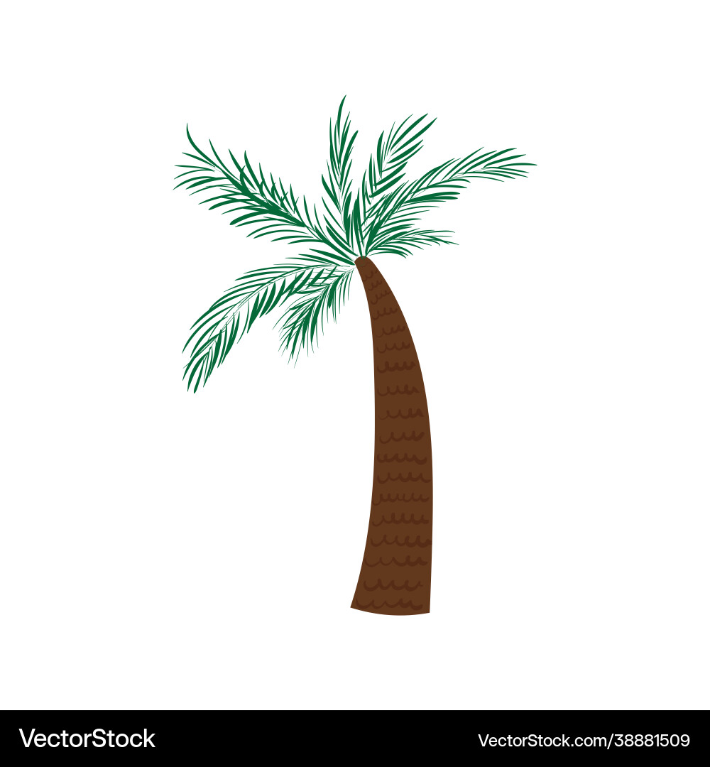 Hand drawn colored african florida palm tree Vector Image