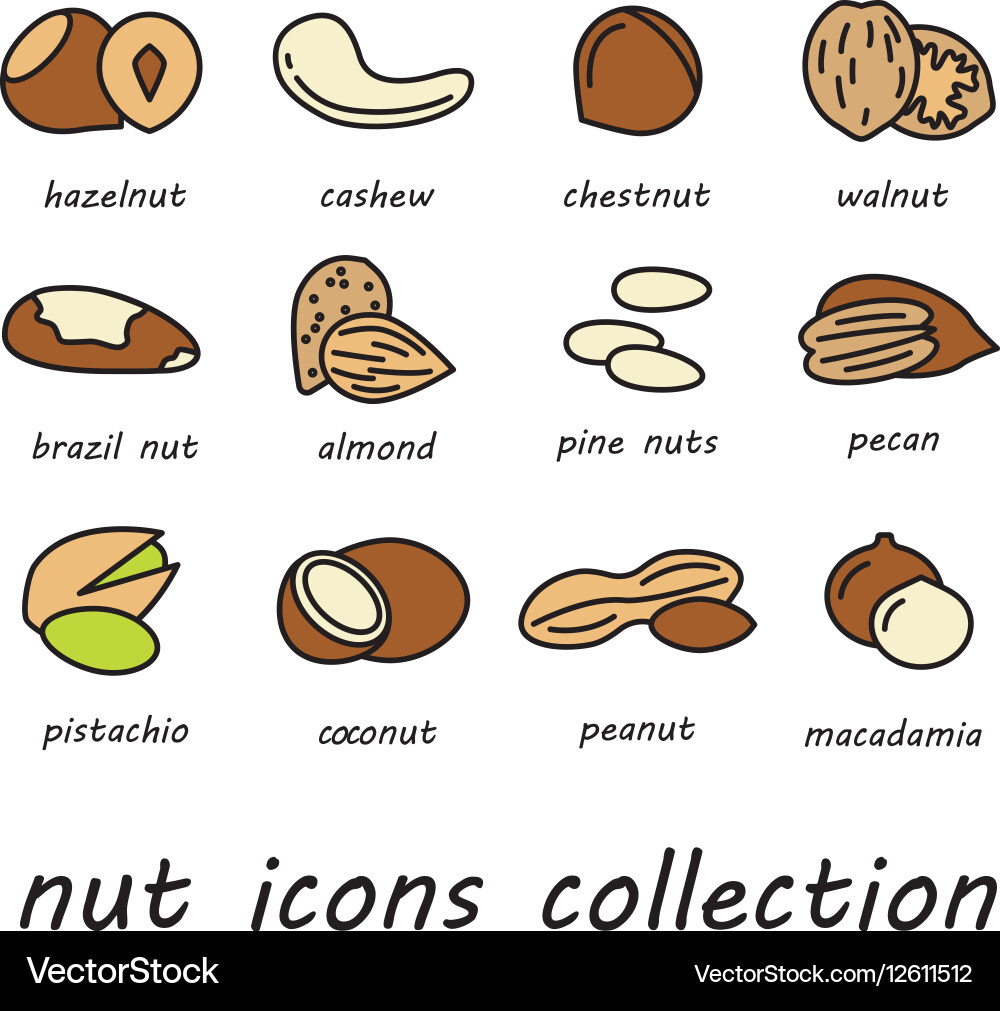 Nut icons collection Vector Image