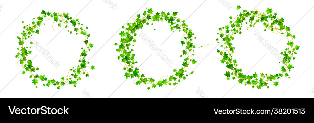 Ivy round frames climbing vine circle borders Ivy round frames climbing vine circle borders vector image