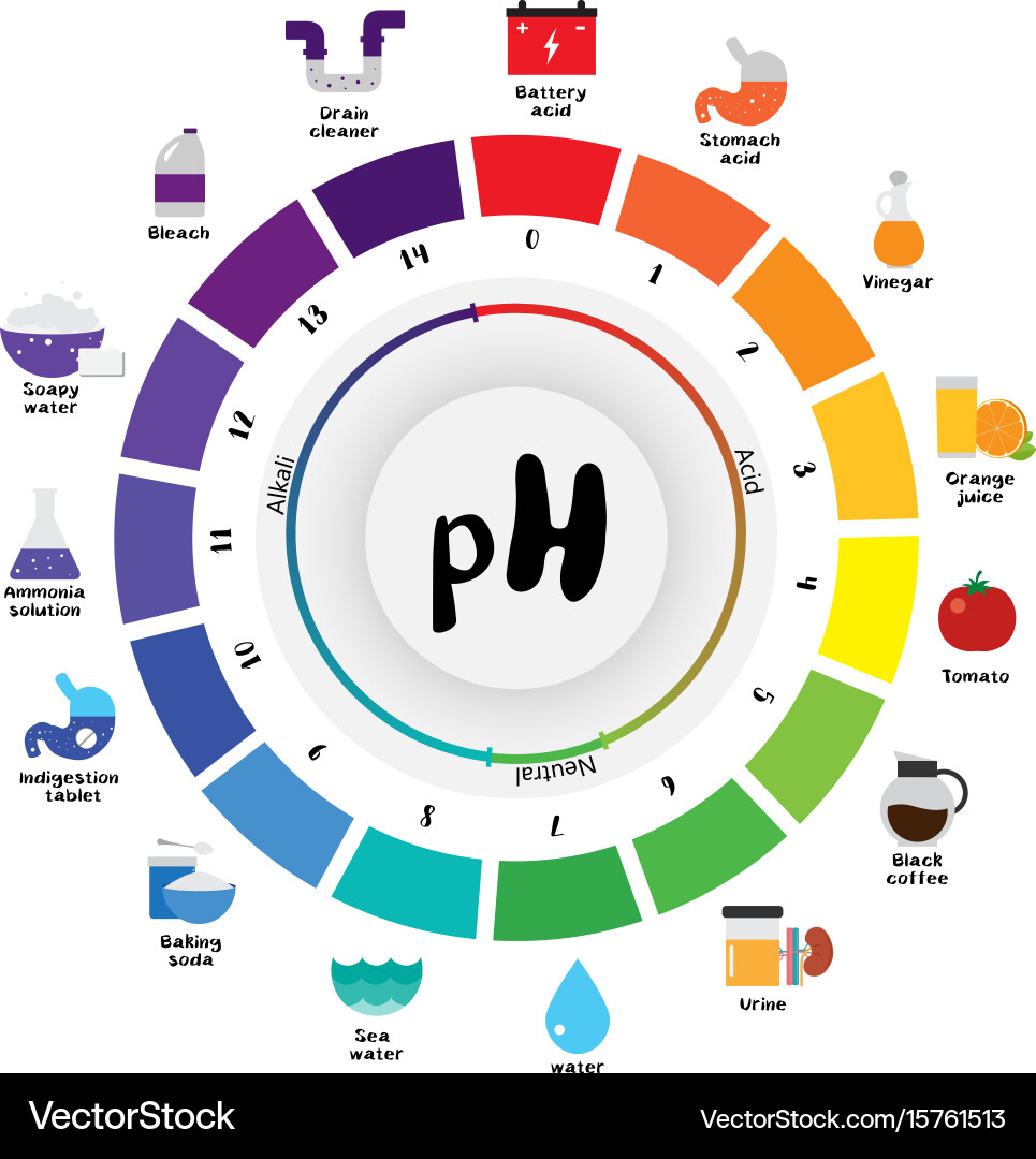 Ph scale universal indicator color chart vector image