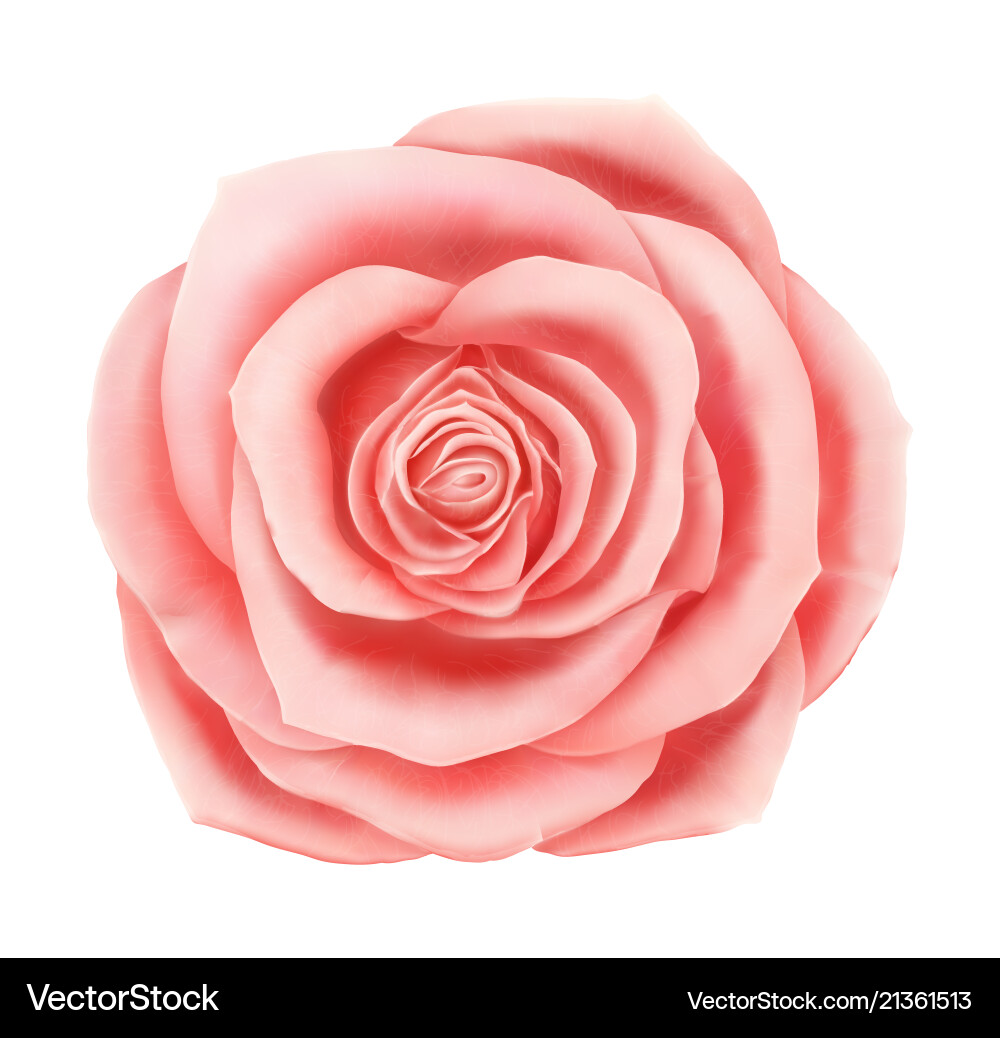Schöne rosa Rose Blumenschmuck Schöne rosa Rose Blumenschmuck vektorbild