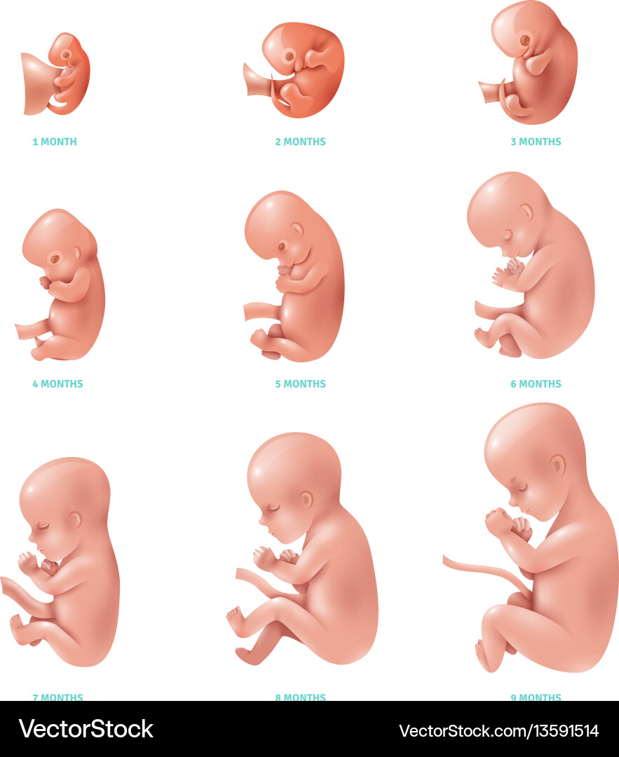 Human Fetal Development Icon Set Royalty Free Vector Image