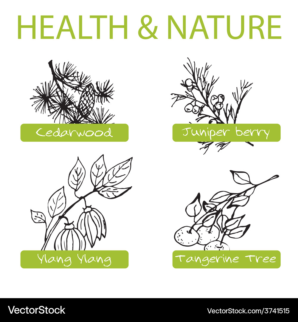 Handdrawn set - health and nature collection Vector Image