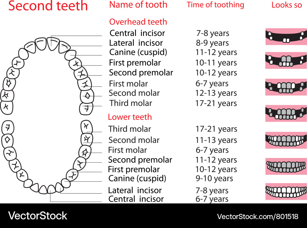 Permanent Teeth Eruption Sequence Vector Image