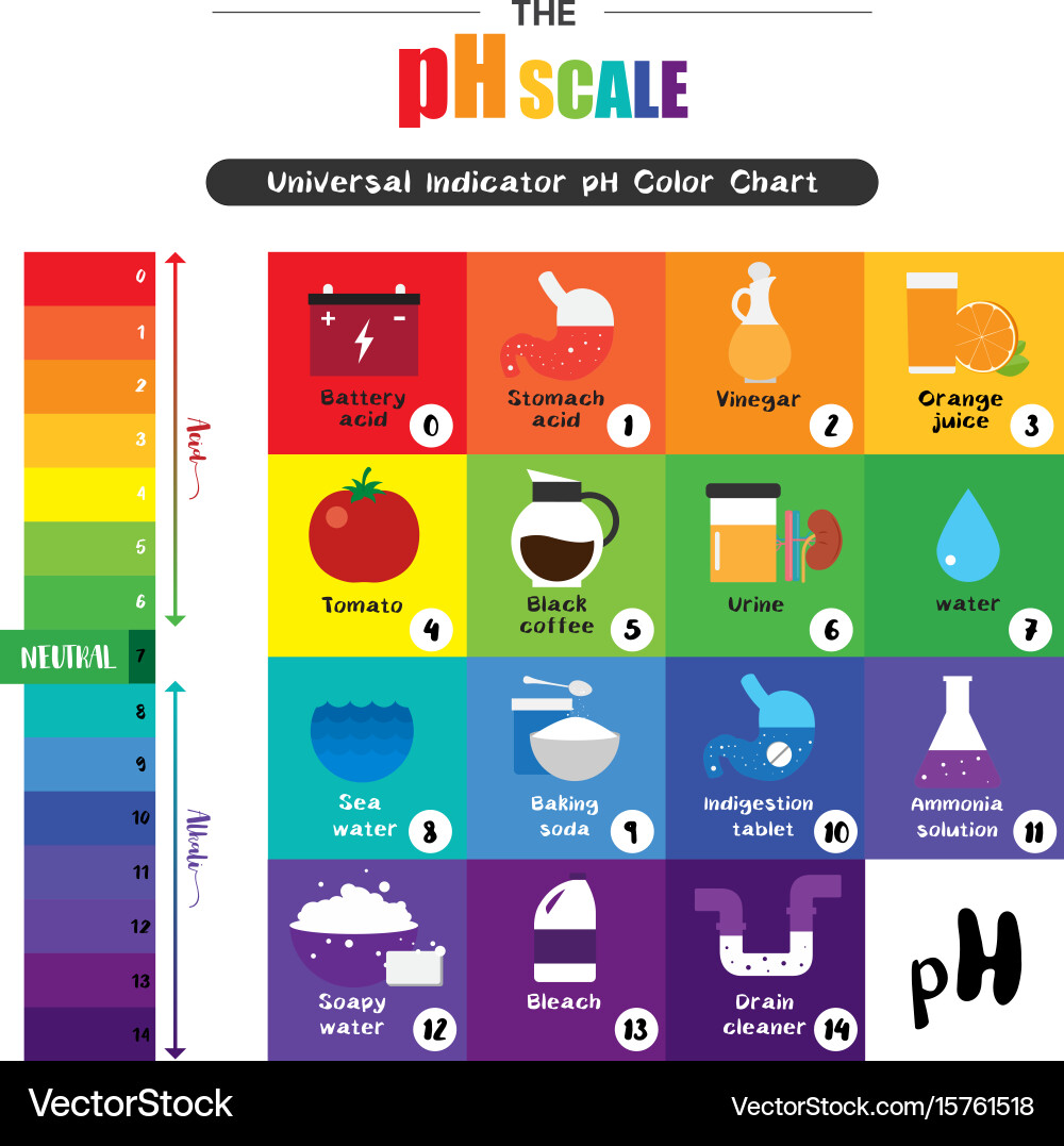 Ph scale universal indicator color chart Vector Image