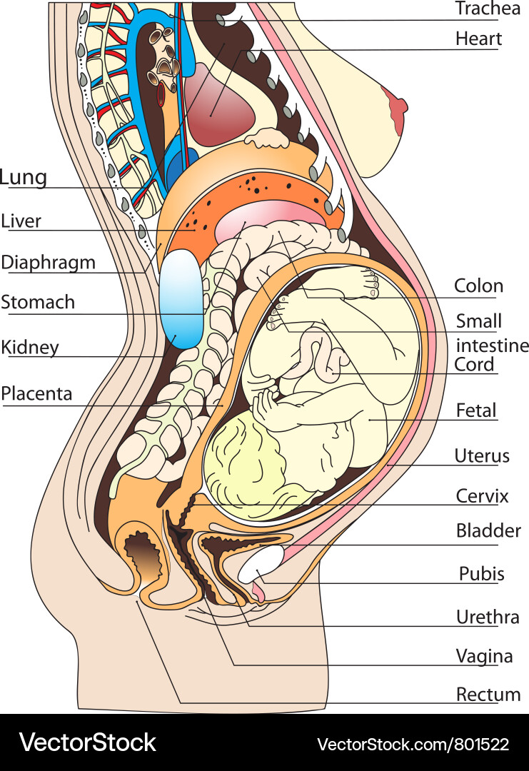 Human Anatomy: Pregnancy and Fetal Development – Royalty-Free Vector |  VectorStock, image size:741x1080