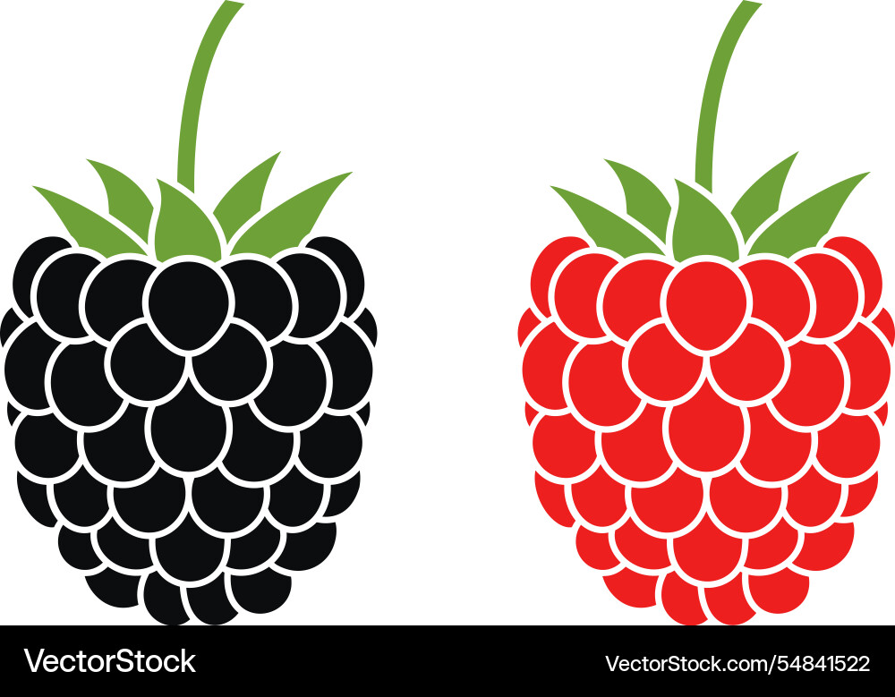 Raspberry Raspberry vector image