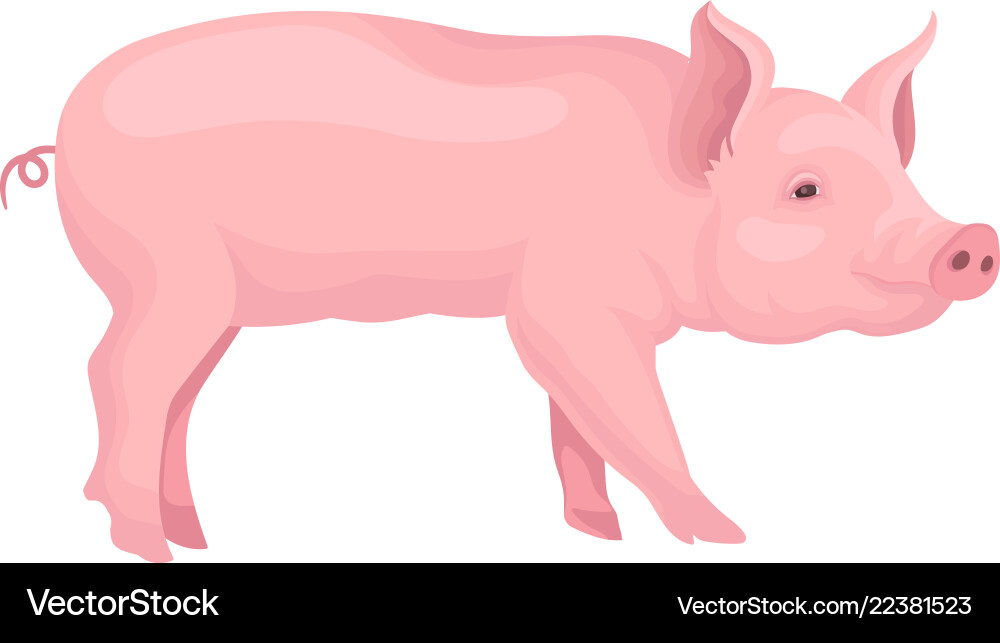 Portrait of standing pig side view Portrait of standing pig side view vector image