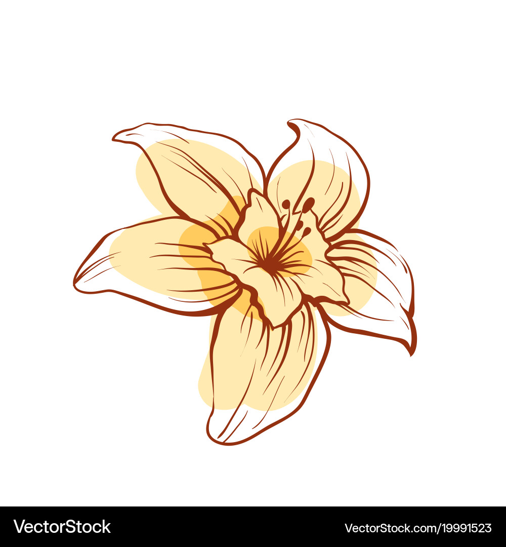 Vanilla flower isolated icon Royalty Free Vector Image