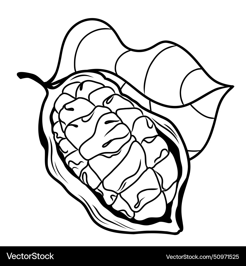An open cocoa fruit An open cocoa fruit Vector Image