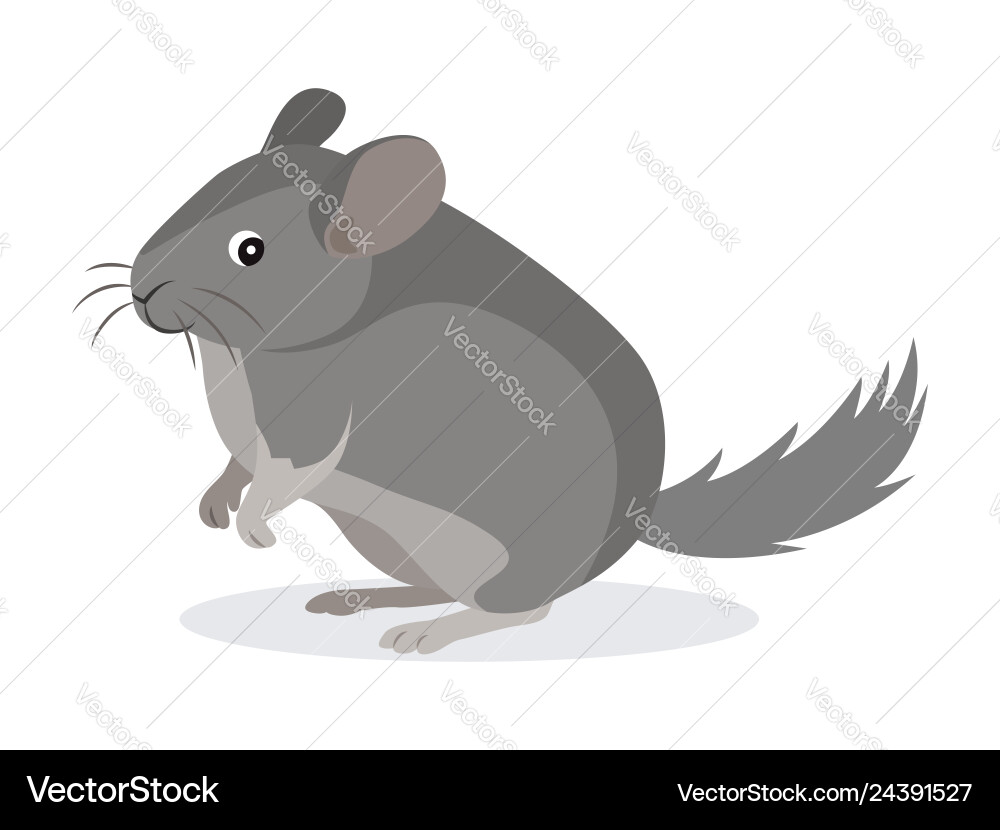Cute gray chinchilla icon fluffy pet domestic Cute gray chinchilla icon fluffy pet domestic vector image