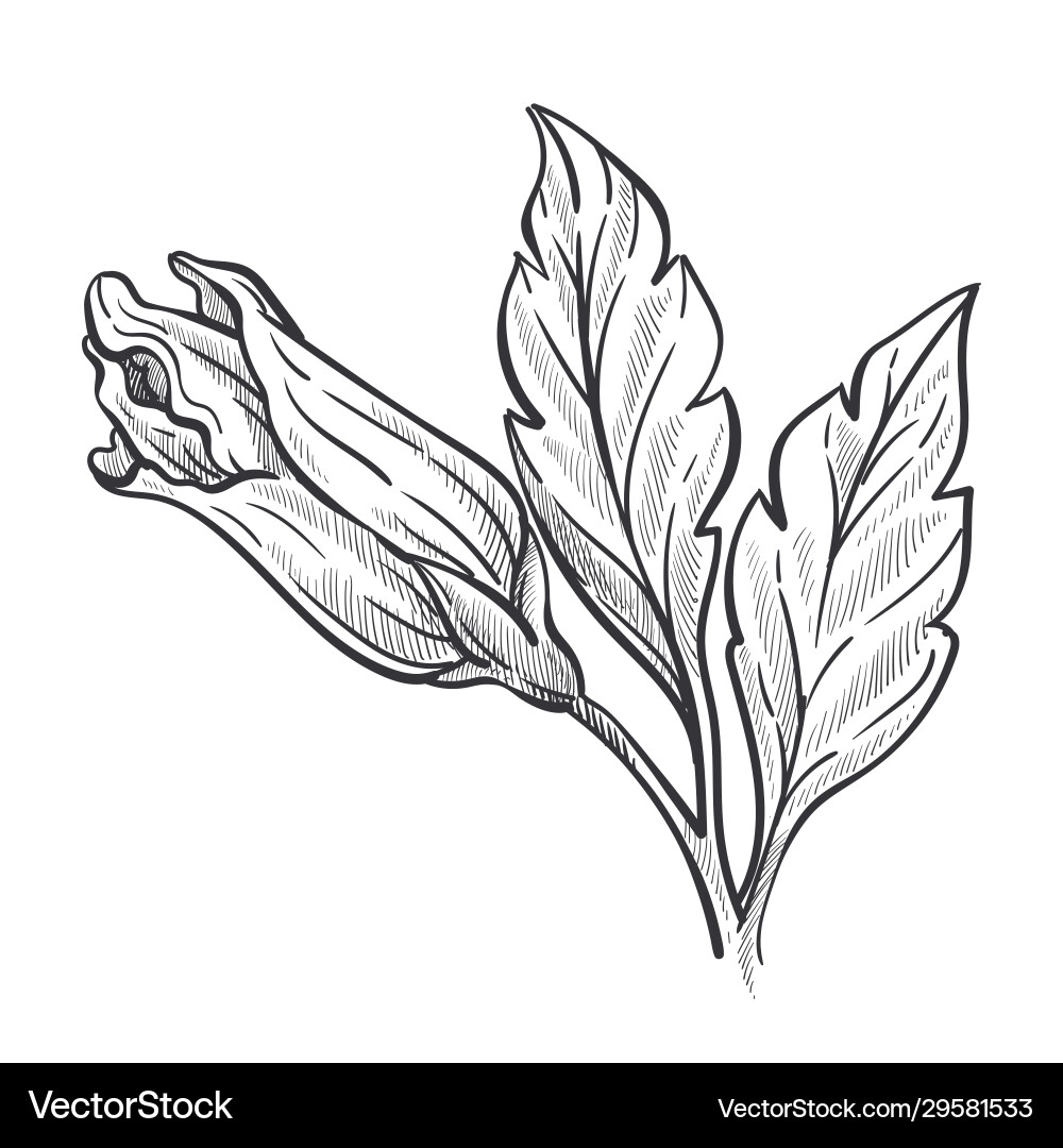 Closed bud hibiscus plant wild flower sketch vector image