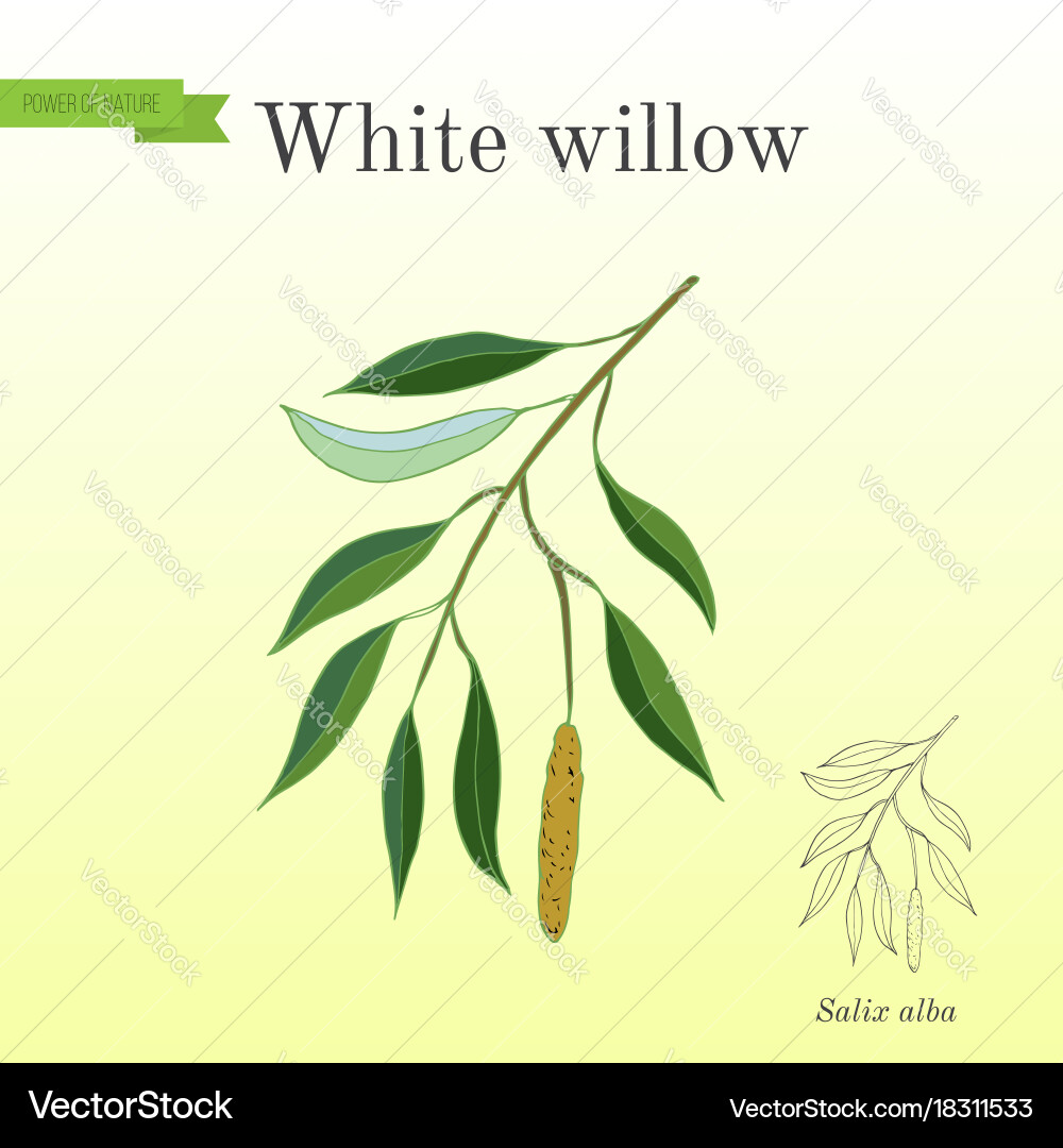 White Willow Branch vector image