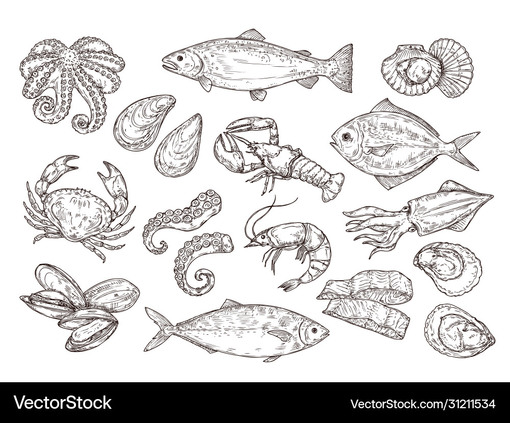 Seafood sketch vintage fish drawing food vector image